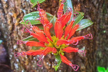 Image showing Aeschynanthus Hildebrandii, wild flowers in forest