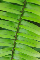 Image showing Fern leaf texture