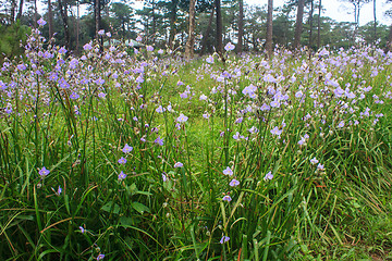 Image showing Murdannia giganteum, Thai purple flower and Pine forest 