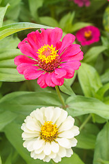 Image showing Zinnia elegans in field