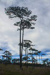 Image showing pine tree forest  on mountain