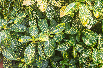 Image showing beautiful green leaf background in garden