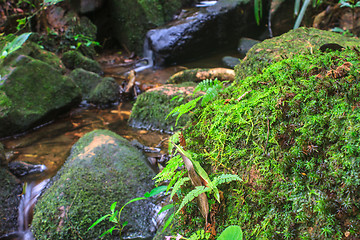 Image showing  tropical forest