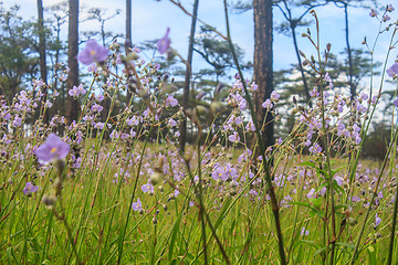 Image showing Murdannia giganteum, Thai purple flower and Pine forest 