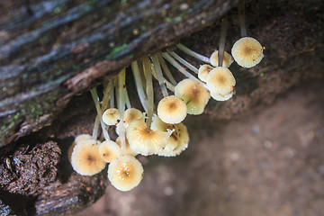 Image showing mushrooms growing on a live tree 