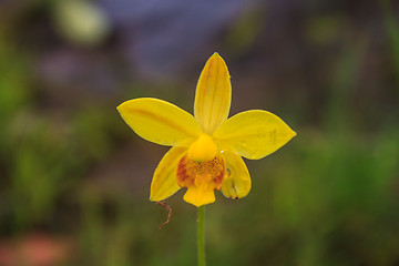 Image showing Spathoglottis lobbii Lindl flower