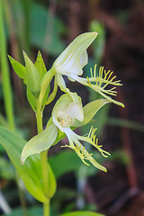 Image showing Wild orchids in nature