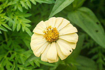 Image showing Zinnia elegans in field