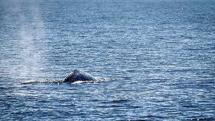 Image showing Gray Whale