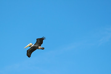 Image showing Flying Pelican