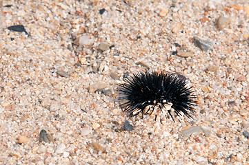 Image showing sea urchin