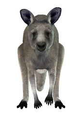 Image showing Eastern Grey Kangaroo