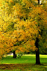 Image showing Herbstlaub