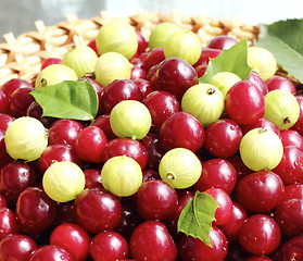 Image showing Ripe berries