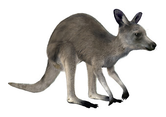 Image showing Eastern Grey Kangaroo