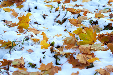Image showing autumn leaves in the snow