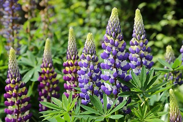 Image showing Lupin