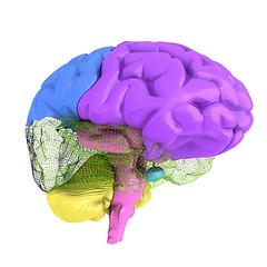 Image showing Creative concept of the human brain