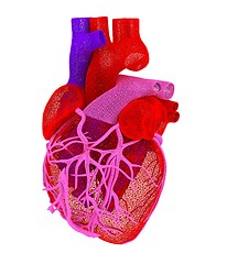 Image showing Human heart