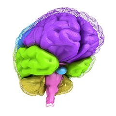 Image showing Creative concept of the human brain