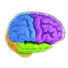 Image showing Creative concept of the human brain