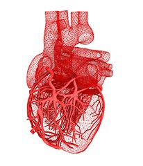 Image showing Human heart