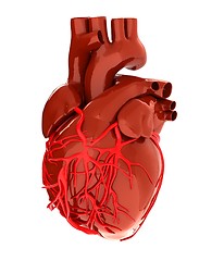 Image showing Human heart