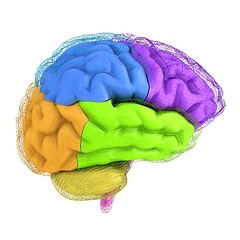 Image showing Creative concept of the human brain