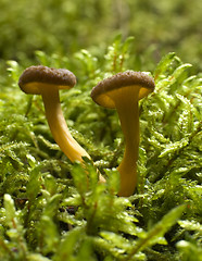 Image showing mushroom