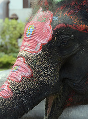 Image showing ASIA THAILAND AYUTTHAYA SONGKRAN FESTIVAL