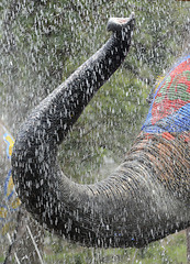 Image showing ASIA THAILAND AYUTTHAYA SONGKRAN FESTIVAL