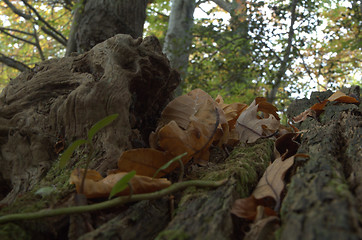 Image showing dead tree