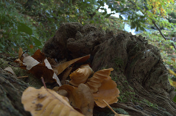 Image showing rotting tree