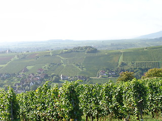 Image showing Vineyard