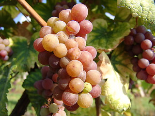 Image showing Grapes