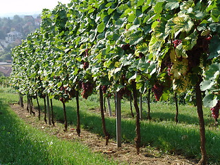 Image showing Vineyard