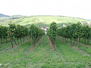 Image showing Vineyard