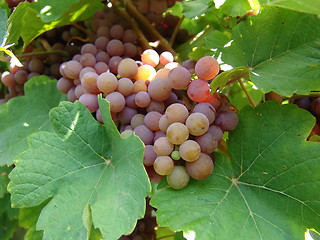 Image showing Grapes