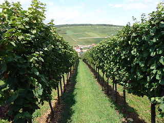 Image showing Vineyard