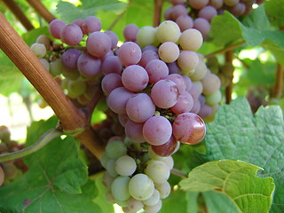 Image showing Grapes