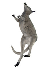 Image showing Eastern Grey Kangaroo