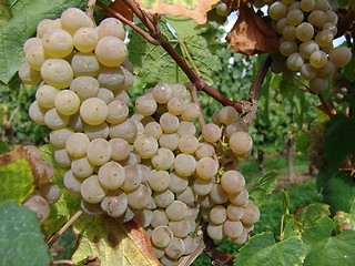 Image showing Grapes