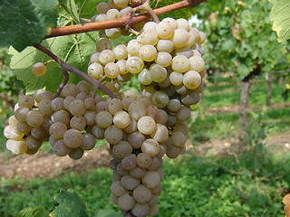 Image showing Grapes