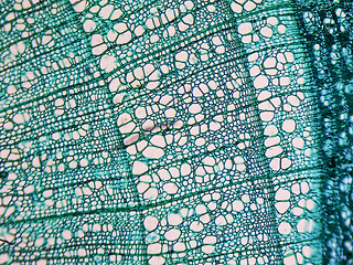 Image showing Tilia stem micrograph