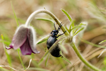 Image showing Chafer on the flower
