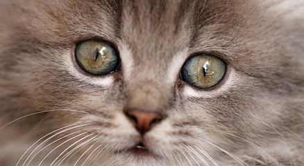 Image showing Beautiful grey kitten