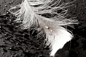 Image showing White feather with water drops