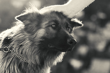 Image showing German shepherd dog