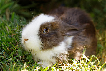 Image showing Cute bunny