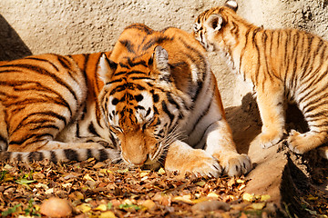 Image showing Tiger mum